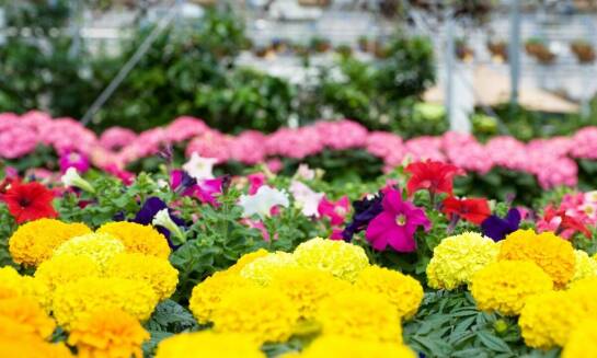 Efektywne metody ochrony roślin przed insektami
