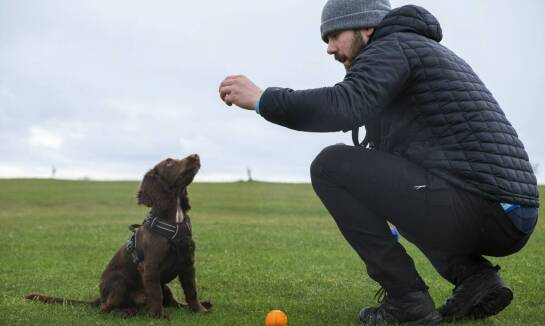 Jak mobilne usługi szkoleniowe dostosowują się do indywidualnych potrzeb psa?