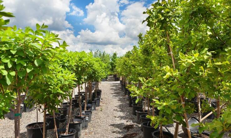 Szkółka drzew alejowych – oferta dla miłośników zieleni miejskiej