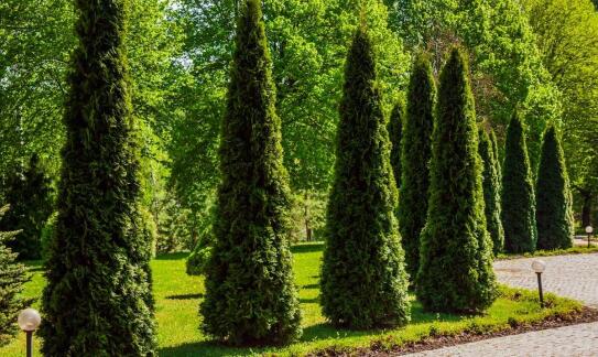 Najnowsze trendy w doborze drzew alejowych dla przestrzeni publicznych