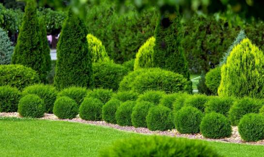Jak krzewy ozdobne z Grójca mogą stać się centrum uwagi w Twoim ogrodzie?