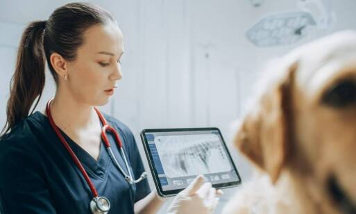 Jakie metody stosujemy w leczeniu chorób neurologicznych u psów i kotów?