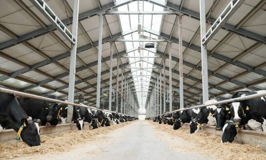 Dlaczego warto inwestować w solidne kraty dla bydła?