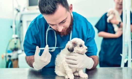 Rola sterylizacji w kontrolowaniu populacji bezdomnych zwierząt