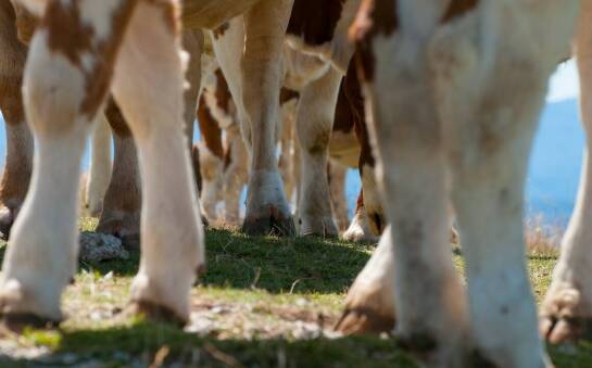 Nowoczesne narzędzia w korekcji racic bydła