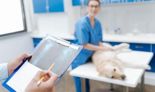 Rola nowoczesnych urządzeń w diagnostyce ortopedycznej weterynaryjnej