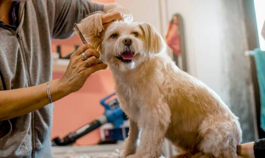 W jaki sposób warszawski hotel dla kotów zapewnia stały nadzór nad gośćmi?
