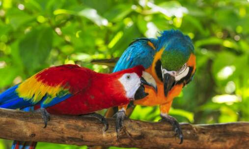 Rola minerałów w diecie papug – co warto wiedzieć?