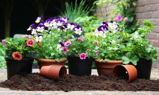 Przegląd nawozów ekologicznych dostępnych w sklepie ogrodniczym
