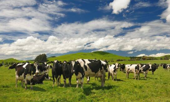 Ubój jagniąt a dobrostan zwierząt – jakie działania podejmujemy?