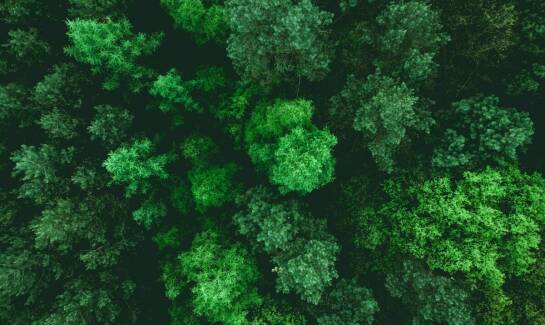 Rola certyfikatu FSC® w odpowiedzialnej produkcji desek do krojenia