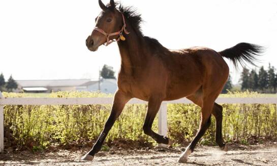 Lonża dla koni – jakie są jej zalety w treningu zaawansowanych jeźdźców?