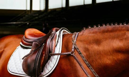 Bezpieczeństwo jeźdźca i konia – najważniejsze akcesoria ochronne