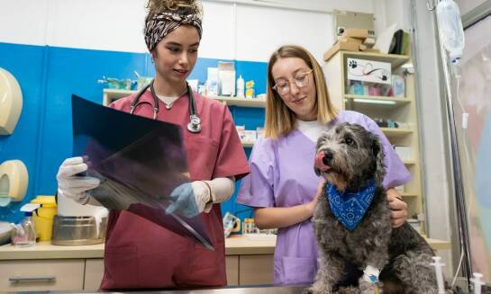 Stomatologia weterynaryjna w Łodzi: dlaczego warto zaufać specjalistom?