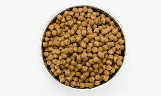 Sucha karma dla psa - jak wpływa na zdrowie stawów?