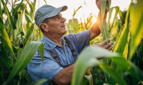 Zalety noszenia odzieży roboczej podczas prac rolniczych