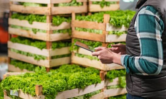 Wpływ nowoczesnych technologii na funkcjonowanie giełdy owoców i warzyw