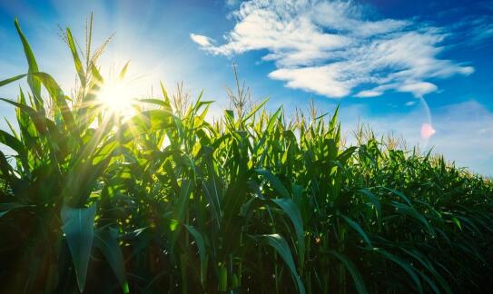 Jakie nawozy stosować do uprawy kukurydzy kokuna?