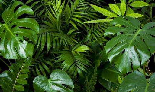 Jakie są najlepsze praktyki w pielęgnacji palm egzotycznych?