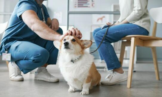 Łagodne środki uspokajające w gabinecie weterynaryjnym – kiedy są stosowane?