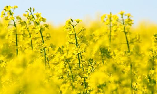 Wpływ nasion rzepaku na zdrowie i wzrost roślin