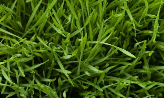 W jaki sposób nasiona trawy pastwiskowej wspierają produkcję ekologicznej żywności?