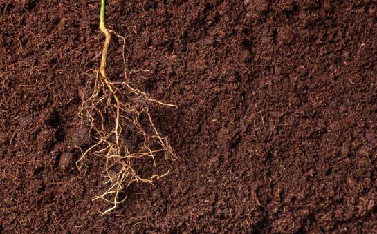 Najczęstsze pytania dotyczące wyboru ziemi ogrodowej