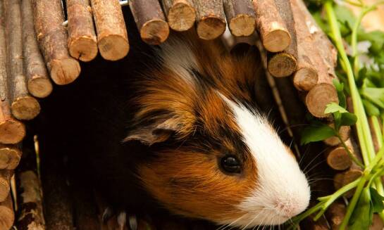 Dlaczego elastyczność w planowaniu pobytu jest ważna w hotelu dla gryzoni?