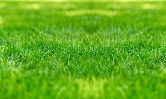 Ekologiczne alternatywy dla tradycyjnych woreczków na psie odchody