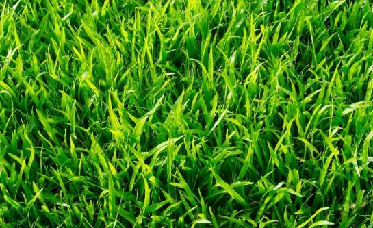 Na co zwrócić uwagę przy kupnie trampoliny?