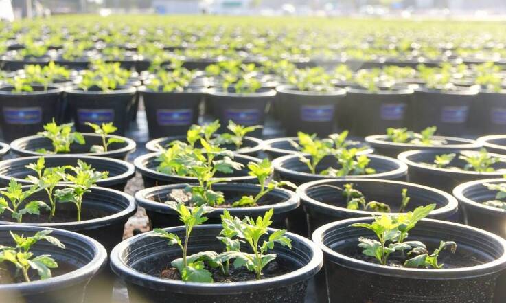 Jakie innowacje wprowadza nasza szkółka w produkcji sadzonek krzewów owocowych?