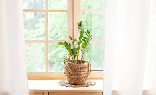 Gdzie można kupić kwiaty doniczkowe?