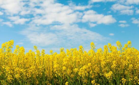 Jaki VAT obowiązuje na rzepak w 2025 roku?