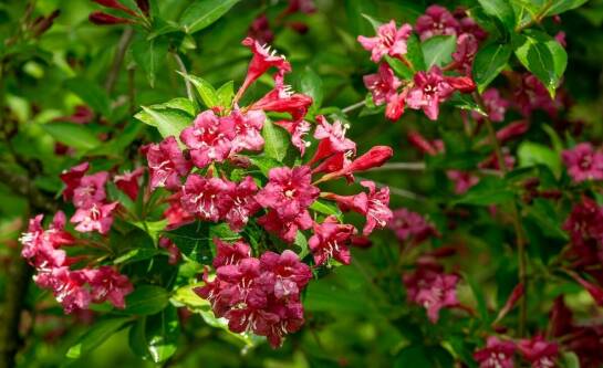 Jak przygotować czosnek do zwalczania mszyc?