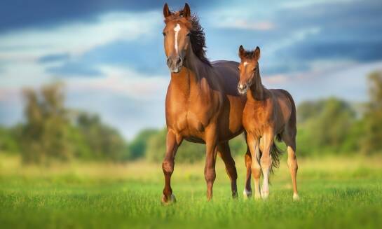 Jakie cechy wyróżniają rasę konik wielkopolski?