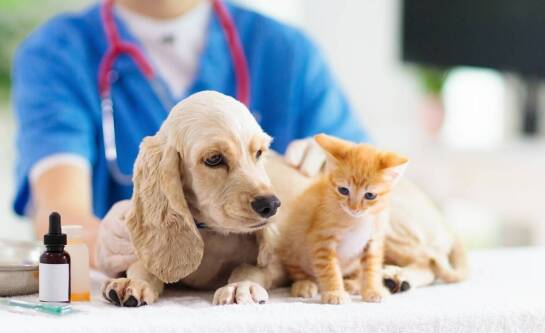 Kiedy warto skorzystać z usług rehabilitacyjnych dla psów i kotów?