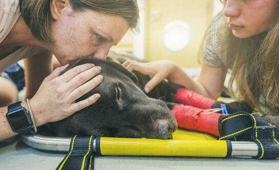 Rola weterynarza w opiece nad starszymi zwierzętami