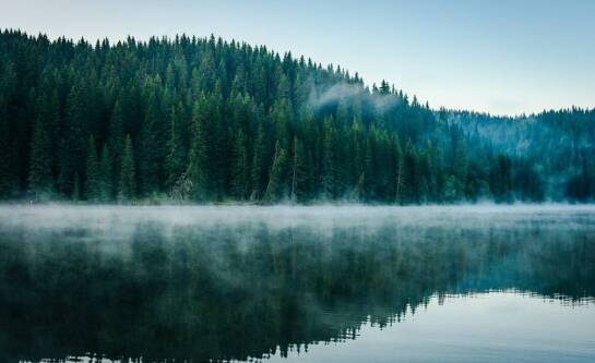 Jaki olej do zabezpieczenia drewna sosnowego na zewnątrz wybrać?
