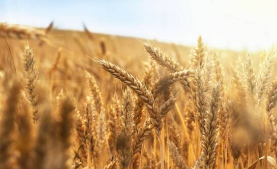 Ile kosztuje metr żyta?