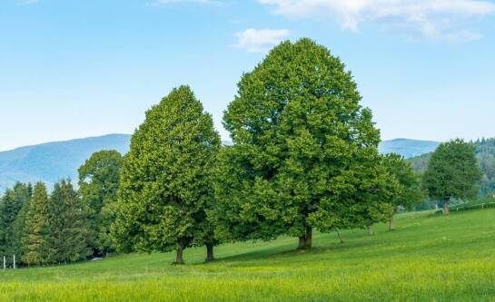 Czy warszawskie zoo jest otwarte?
