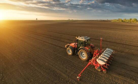 Jaka była cena pszenicy w 2025 roku?