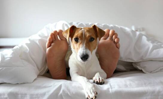 Ile kosztuje doba w hotelu dla psów?