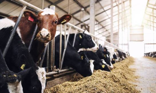 Jak zainstalować paśnik dla bydła, aby maksymalizować efektywność?
