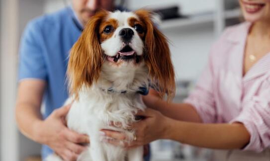 Leczenie chorób przewlekłych u zwierząt