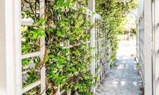 Jak drabinka na winogrona wspiera organizację przestrzeni w ogrodzie?