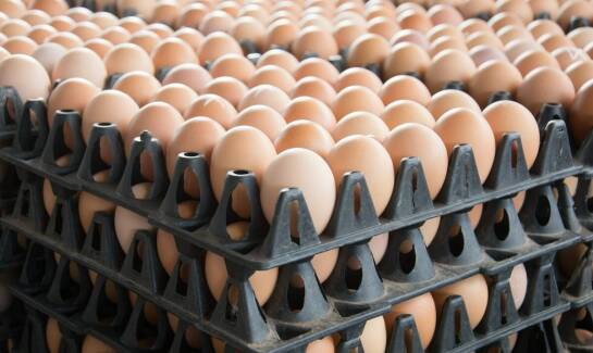 Jak technologia Ink-Jet wpływa na efektywność znakowania jaj?