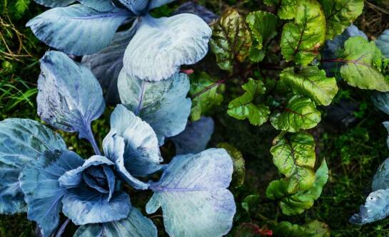 Odżywianie roślin za pomocą ekologicznych nawozów – co warto wiedzieć?