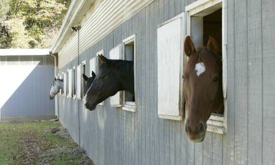 Dlaczego warto zaopatrzyć się w torbę na akcesoria jeździeckie?