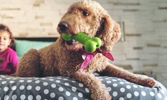 Jak przedszkole dla psów wspiera socjalizację szczeniaków?