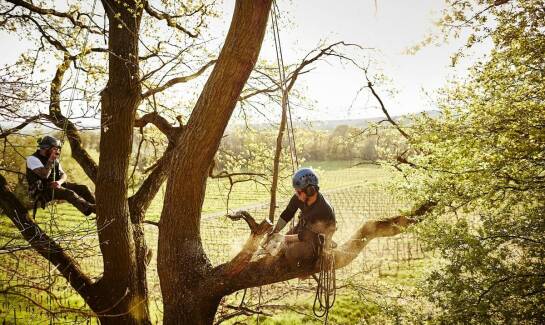 Wpływ technik alpinistycznych na ochronę środowiska podczas wycinki drzew
